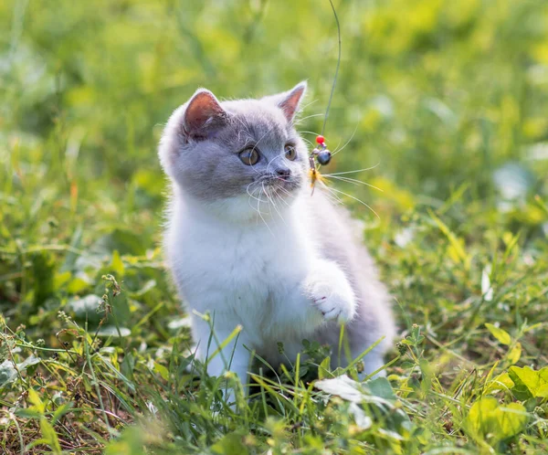 緑の草の夏の背景に面白い英国の靴色のグレーの子猫の肖像画 選択的焦点 — ストック写真
