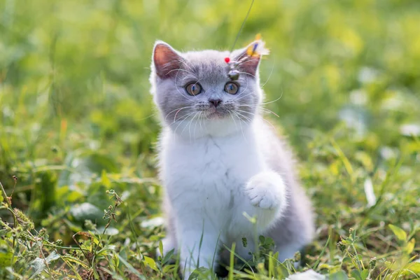 Portrait Funny British Shothair Bicolor Gray Kitten Green Grass Summer — Stock Photo, Image