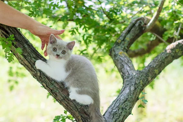 Niedliches Kätzchen Sitzt Auf Einem Baum — Stockfoto