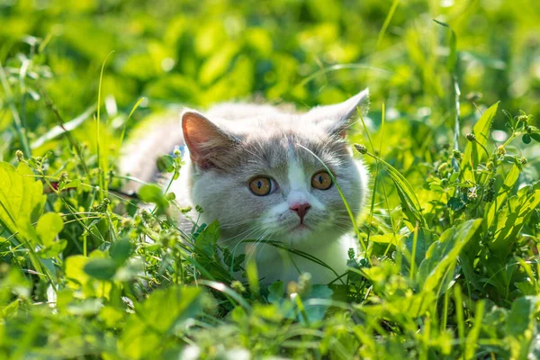 Portret Van Grappige Britse Shothair Bicolor Grijs Kitten Het Groene Rechtenvrije Stockfoto's