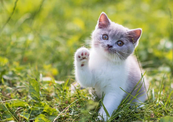 Portret Van Grappige Britse Shothair Bicolor Grijs Kitten Het Groene Stockfoto