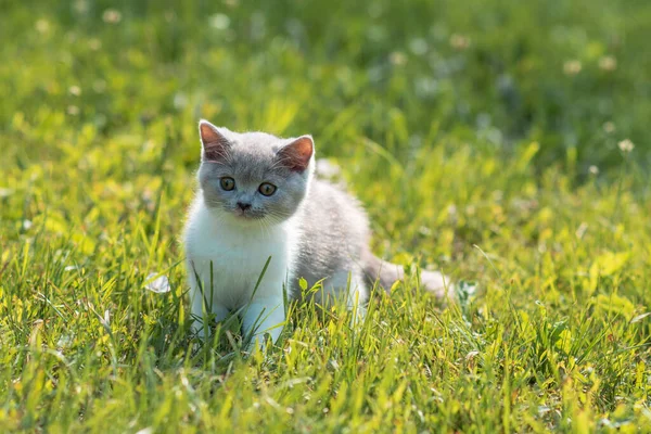 英国滑稽的肖像画 绿色的草地 夏天的背景上有两只灰色的小猫咪 有选择的重点 图库照片