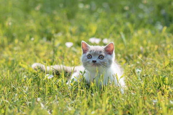 Porträt Eines Lustigen Britischen Shothair Bicolor Grauen Kätzchens Auf Dem Stockfoto