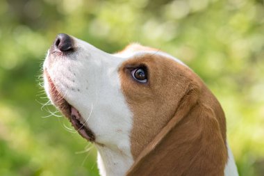 Yeşil çayırdaki şirin av köpeğinin portresi.