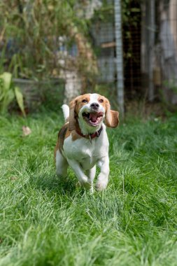 Yeşil bir çayırda oynayan sevimli av köpeği portresi