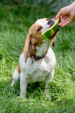 Yeşil bir çayırda karpuz yiyen sevimli av köpeği portresi.