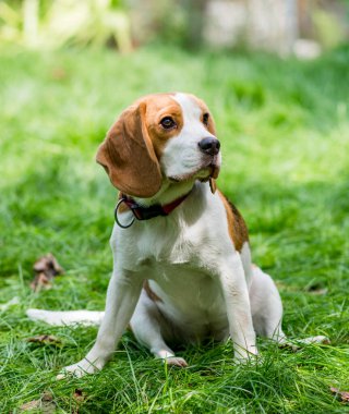 Yeşil çayırdaki şirin av köpeğinin portresi.