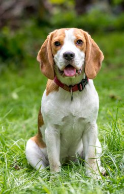 Yeşil çayırdaki şirin av köpeğinin portresi.