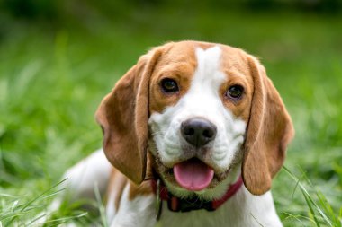 Yeşil çayırdaki şirin av köpeğinin portresi.