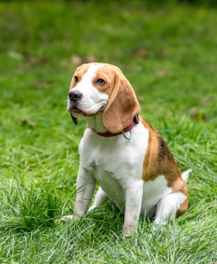 Yeşil çayırdaki şirin av köpeğinin portresi.