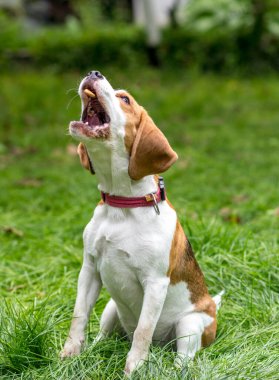 Yeşil bir çayırda oynayan sevimli av köpeği portresi