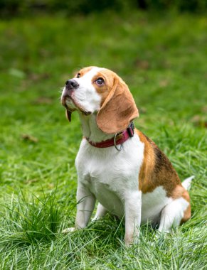 Yeşil çayırdaki şirin av köpeğinin portresi.