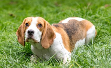 Yeşil çayırdaki şirin av köpeğinin portresi.