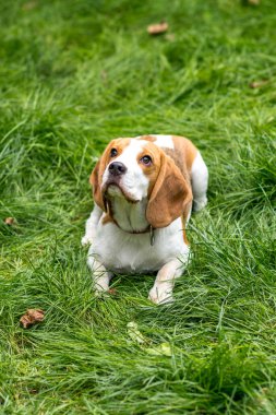 Yeşil çayırdaki şirin av köpeğinin portresi.