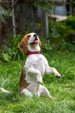 Yeşil çayırdaki şirin av köpeğinin portresi.