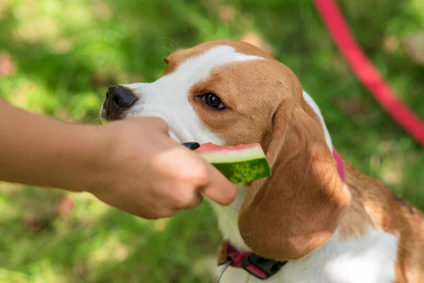 緑の草原でスイカを食べるかわいいビーグル犬の肖像画 — ストック写真