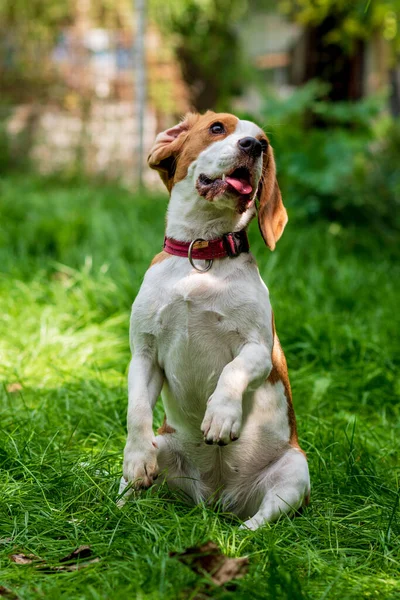 Portrét Roztomilého Bígla Psa Zelené Louce — Stock fotografie
