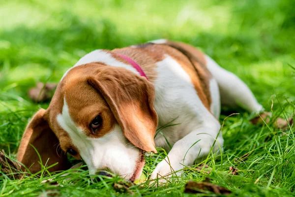 緑の草原にかわいいビーグル犬の肖像画 — ストック写真