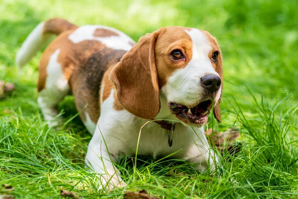 緑の草原にかわいいビーグル犬の肖像画 — ストック写真