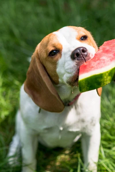 Retrato Cão Beagle Bonito Comendo Melancia Prado Verde — Fotografia de Stock
