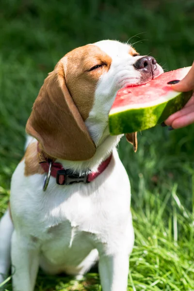 Portrait Cute Beagle Dog Eating Watermelon Green Meadow — Stock Photo, Image