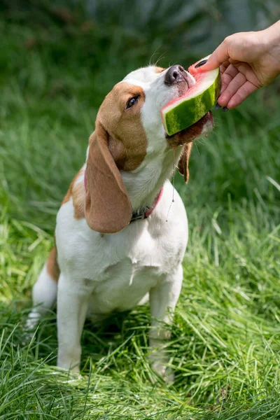 緑の草原でスイカを食べるかわいいビーグル犬の肖像画 — ストック写真