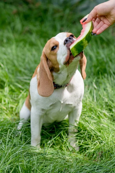 Ritratto Simpatico Cane Beagle Che Mangia Anguria Prato Verde — Foto Stock