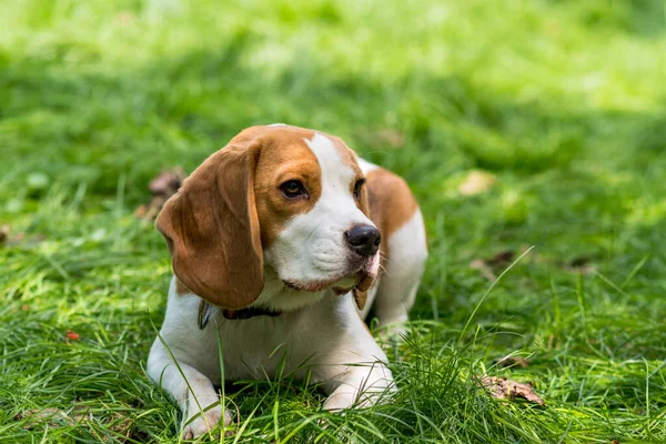 緑の草原にかわいいビーグル犬の肖像画 — ストック写真