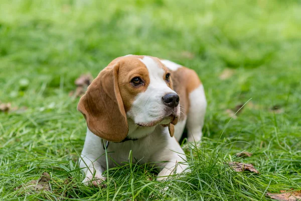 Ritratto Simpatico Cane Beagle Prato Verde — Foto Stock