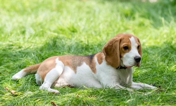 Ritratto Simpatico Cane Beagle Prato Verde — Foto Stock