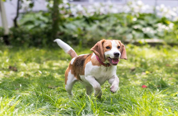 Portret Van Schattige Beagle Hond Spelen Een Groene Weide — Stockfoto