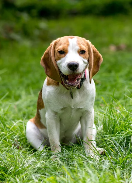 Portrét Roztomilého Bíglí Psa Hrající Zelené Louce — Stock fotografie