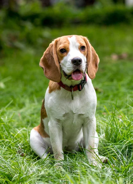 Ritratto Simpatico Cane Beagle Prato Verde — Foto Stock