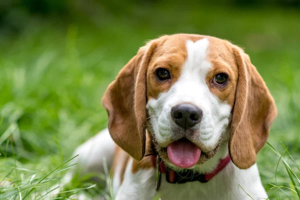 Yeşil çayırdaki şirin av köpeğinin portresi.