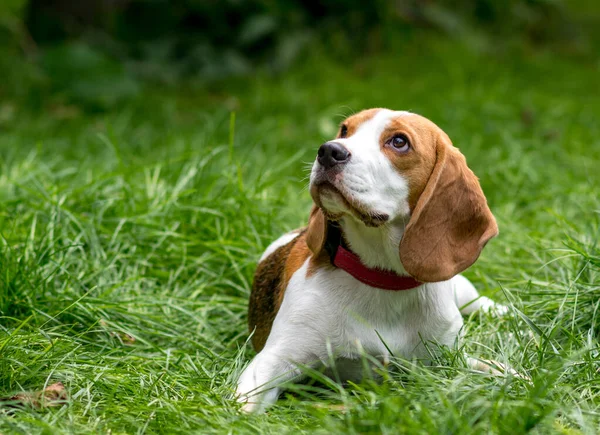 Ritratto Simpatico Cane Beagle Prato Verde — Foto Stock