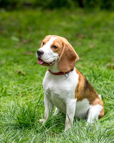 Portret Van Schattige Beagle Hond Een Groene Weide — Stockfoto