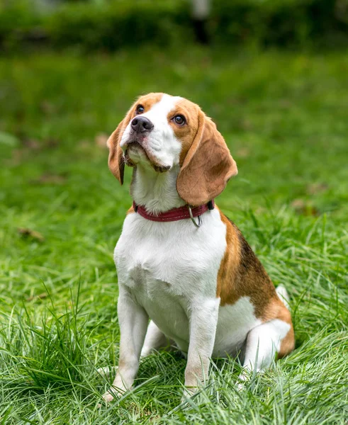 Ritratto Simpatico Cane Beagle Prato Verde — Foto Stock