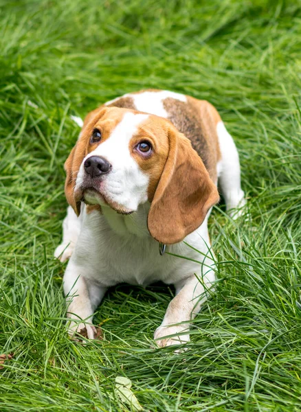 緑の草原にかわいいビーグル犬の肖像画 — ストック写真