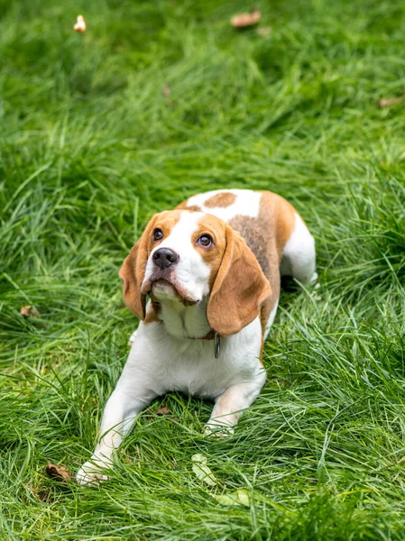 Ritratto Simpatico Cane Beagle Prato Verde — Foto Stock