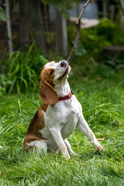 緑の草原で遊んでかわいいビーグル犬の肖像画 — ストック写真