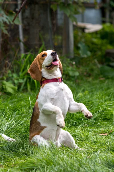 Portret Van Schattige Beagle Hond Een Groene Weide — Stockfoto