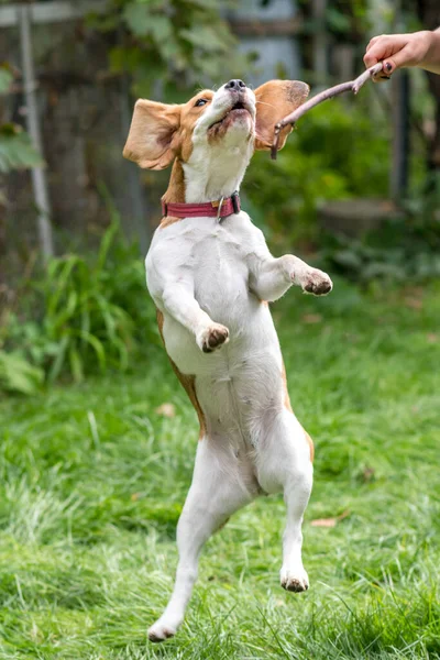 Ritratto Simpatico Cane Beagle Che Gioca Prato Verde — Foto Stock