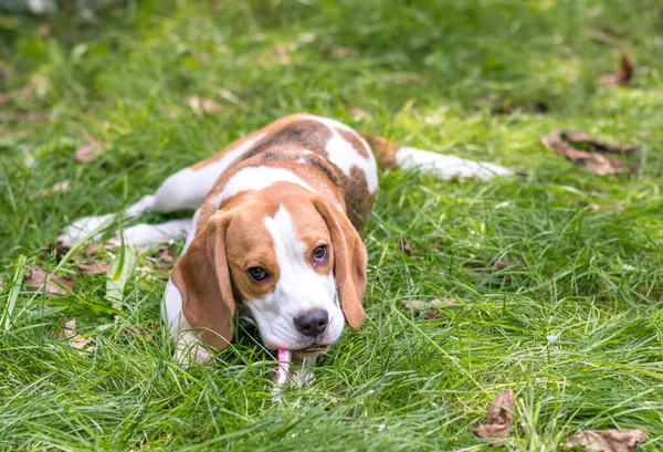 Ritratto Simpatico Cane Beagle Che Gioca Prato Verde — Foto Stock