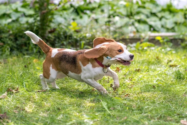 Portret Van Schattige Beagle Hond Spelen Een Groene Weide — Stockfoto