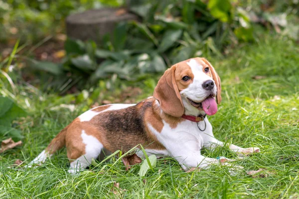 緑の草原にかわいいビーグル犬の肖像画 — ストック写真