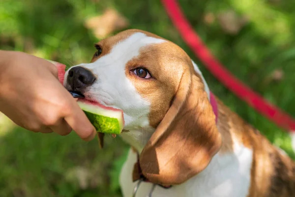 Porträt Des Niedlichen Beagle Hundes Der Wassermelone Auf Einer Grünen lizenzfreie Stockfotos