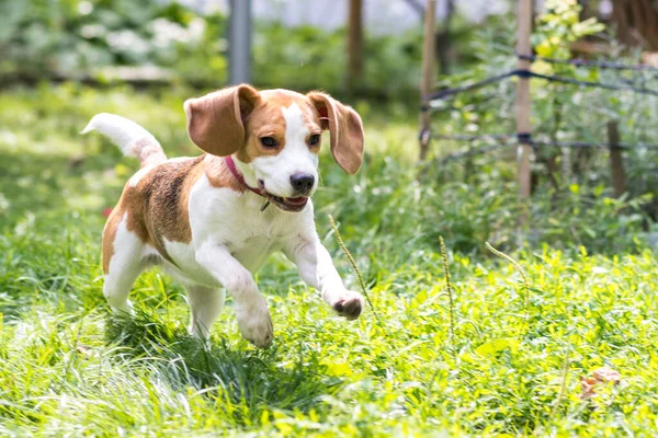 可爱的小猎犬在绿色的草地上玩耍的画像 免版税图库图片