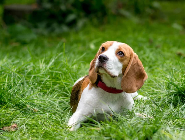 绿色草地上可爱的小猎犬的画像 图库照片