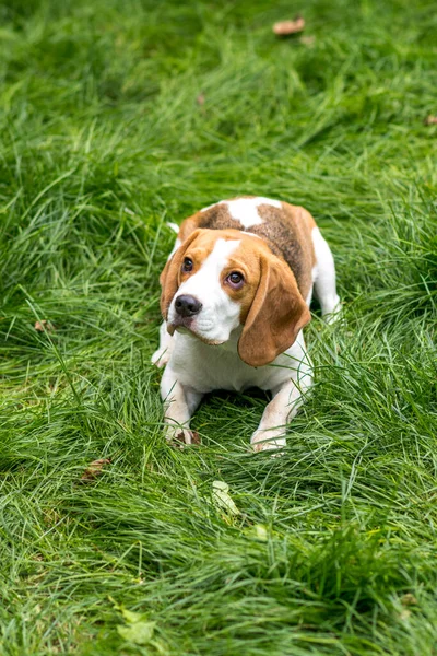 绿色草地上可爱的小猎犬的画像 免版税图库照片