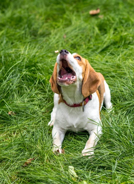 Portret Van Schattige Beagle Hond Spelen Een Groene Weide Rechtenvrije Stockafbeeldingen